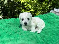 Scoby vel Theo - 4 tygodnie